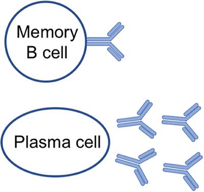 Frontiers | Non-classical B Cell Memory Of Allergic IgE Responses